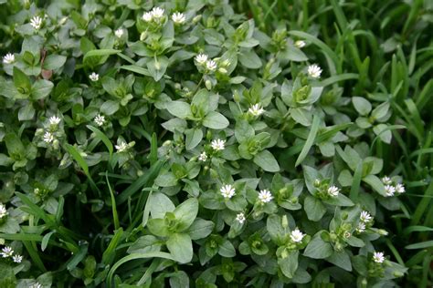 Common Garden Weeds Identification