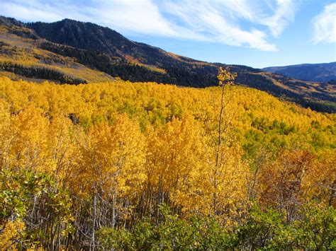 Utah's Pando Grove Is A Single Massive Organism You Can Camp Near