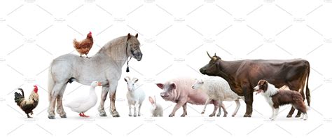 farms animals on white background | Animal Stock Photos ~ Creative Market