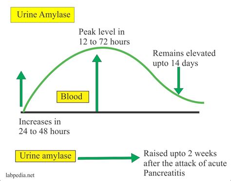 Amylase Test Price, Purpose, Preparation & Normal range [2024]