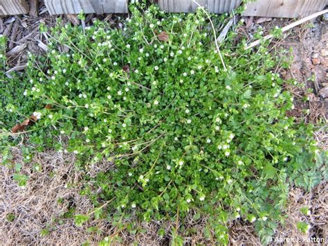 Common Chickweed | Purdue University Turfgrass Science at Purdue University