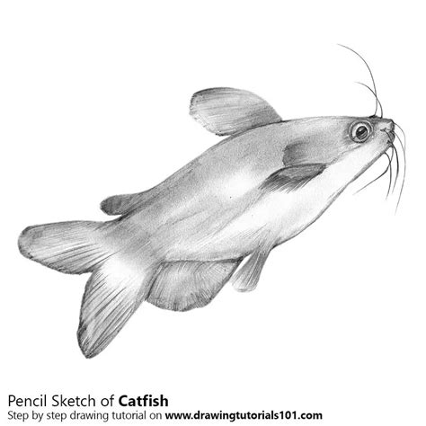 Catfish Pencil Drawing - How to Sketch Catfish using Pencils ...