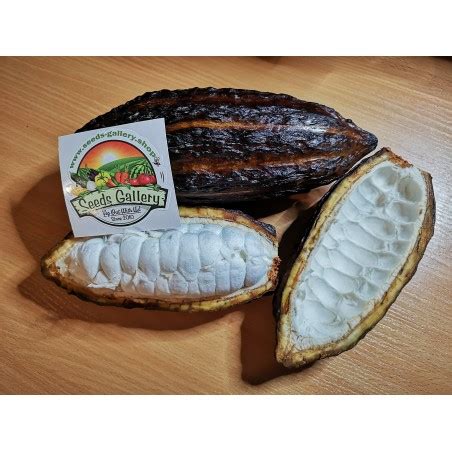 Cacao Tree Seeds (Theobroma cacao) - Price €4.00