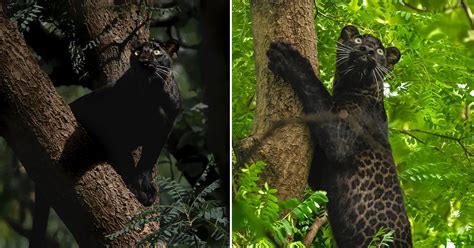 Stunning Rare Wild Black Leopard Photographed in India