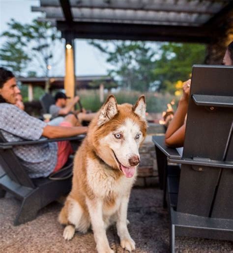 The 29 Best Pet-Friendly Hotels in the U.S. – PureWow