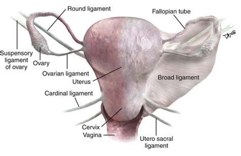 Cervical Cancer | Radiology Key