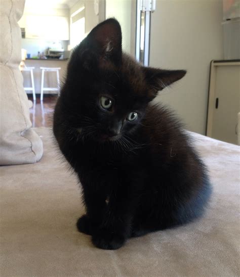Black kitten - Male Domestic Short Hair Cat in NSW - PetRescue