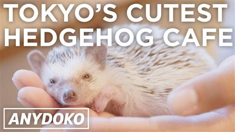 Cutest Hedgehog Cafe In Tokyo! - YouTube