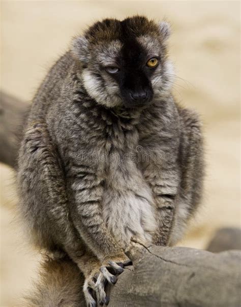 The ugly lemur stock image. Image of mammal, sitting, cute - 3561287