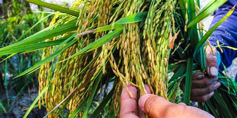 For the first time, farmers in the Philippines cultivated Golden Rice on a larger scale and ...