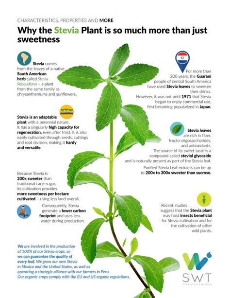 Why the Stevia Plant is so much more than just sweetness | SWT STEVIA