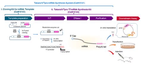 Takara IVTpro mRNA Synthesis System