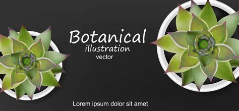 Premium Vector | Succulents botanical background