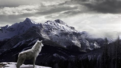 Grey Wolf Wallpaper (64+ pictures)