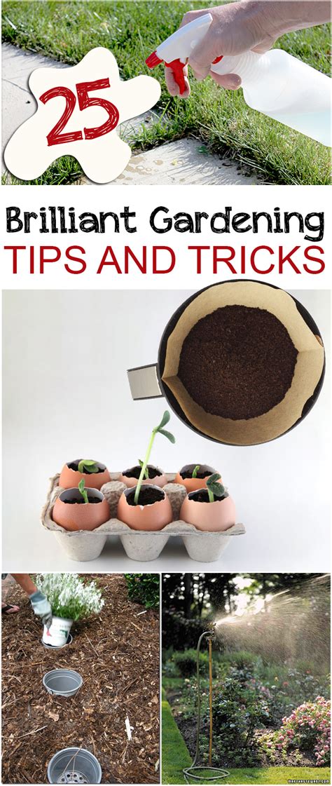 25 Brilliant Gardening Tips and Tricks - Page 2 of 26 - Picky Stitch