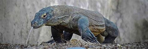 Komodo National Park » Komodo Wisata