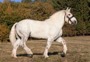 7 Medieval War Horse Breeds & Their History - Horsey Hooves