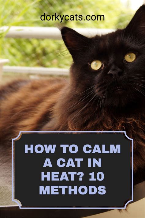 HOW TO CALM A CAT IN HEAT? 10 METHODS in 2021 | Cat in heat, Cat in heat remedies, Cat health ...