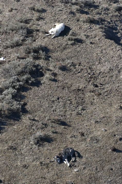 Canyon Pack: Yellowstone Wolf Photos Citizen Science