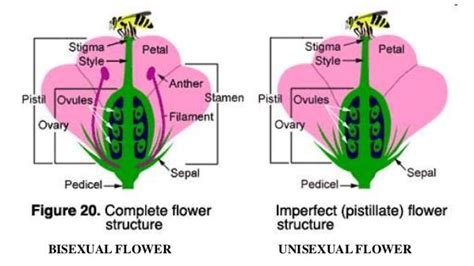 Sexual and Asexual Reproduction in Plants