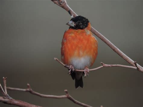 Last year’s Red Siskin chicks are doing well at Smithsonian Conservation Biology Institute – RSI