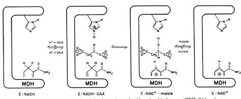 Figure 7 from Studies on the mechanism of the malate dehydrogenase reaction. | Semantic Scholar