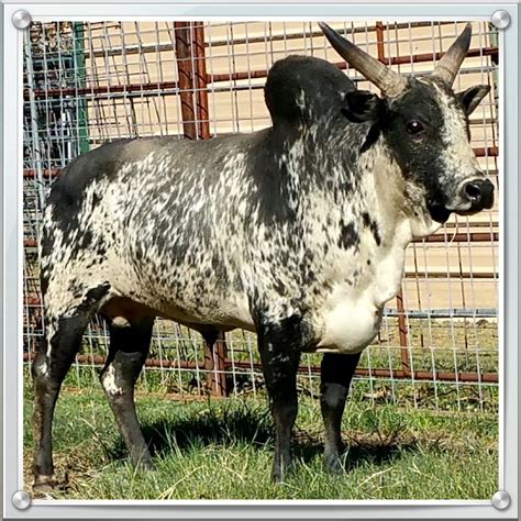 Picture | Zebu cattle, Zebu, Cattle