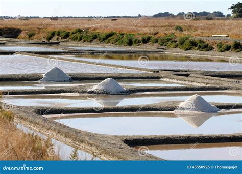 Salt Marshes of Noirmoutier Stock Photo - Image of agriculture, product: 45550926