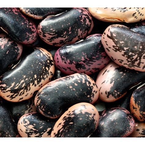 20 Scarlet Runner Bean Seeds | NON-GMO | Fresh Heirloom Garden Seeds - Walmart.com - Walmart.com