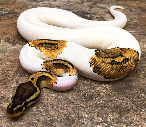 Pied Ball Python - Beautiful and Unique Reptile