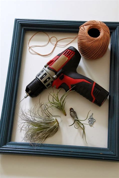 Wall Art with Airplants - Tilly's Nest