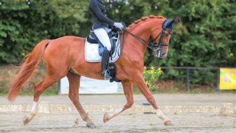 9 Best Dressage Horse Breeds (For All Levels) - Horsey Hooves