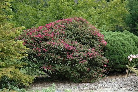 Pocomoke Crapemyrtle | Lagerstroemia 'Pocomoke'