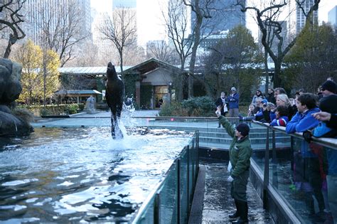 Sea Lion Feeding Time Central Park Zoo – Ruth E. Hendricks Photography