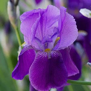 Iris Flower Meaning: Triumphant Symbolism, Colorful Rainbow & Promise in Love