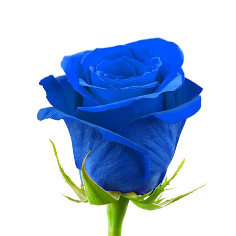 Recopilación imagen 200 una rosa azul - Abzlocal.mx