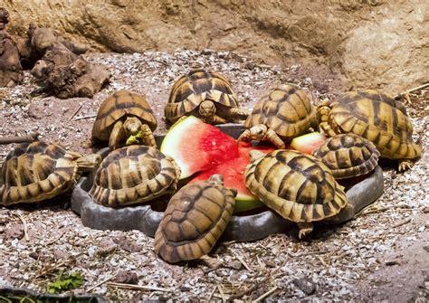 Tiny Egyptian tortoises teach us a big lesson in hope