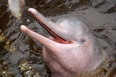 New river dolphin species discovered in Brazil | CTV News