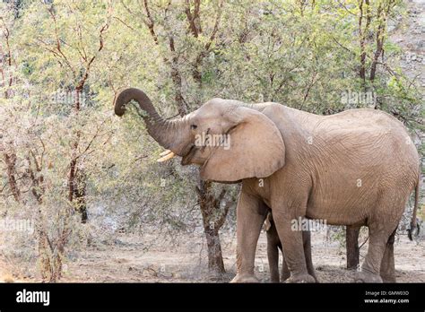 The desert-adapted elephants of Damaraland, Namibia Stock Photo - Alamy