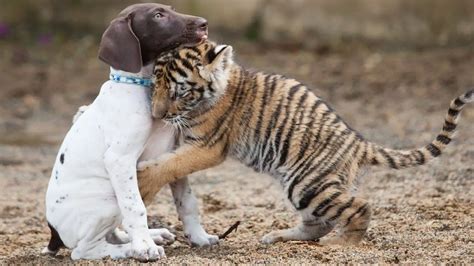 Tiger Cub Rejected By Mother Finds A Best Friend In Little Puppy