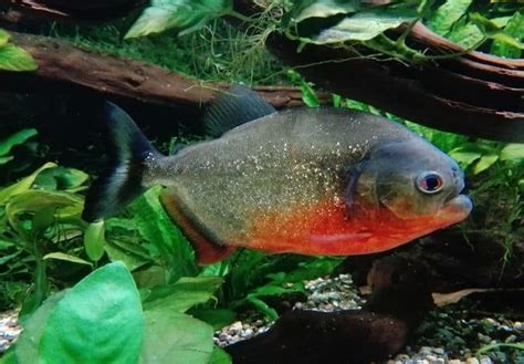 Pacu Vs. Piranha Fish: What's The Difference? - Fish Tank Master