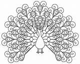 Peacock Coloring Pages  Free Printable For Kids sketch template