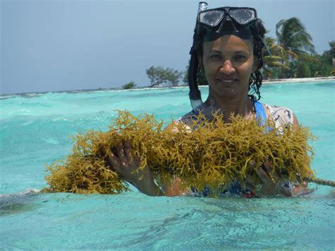 Seaweed Farming in Belize: From Ocean to Plate, and All the Health ...