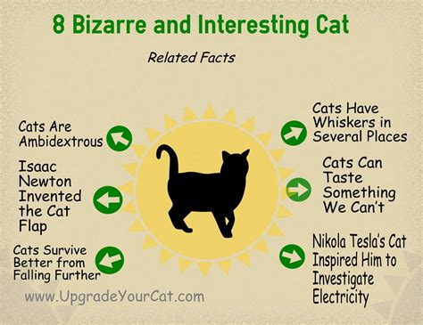 8 Bizarre and Interesting Cat Related Facts - [Infographic]