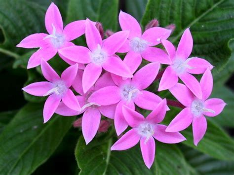 Pentas Flower, Types of Pentas