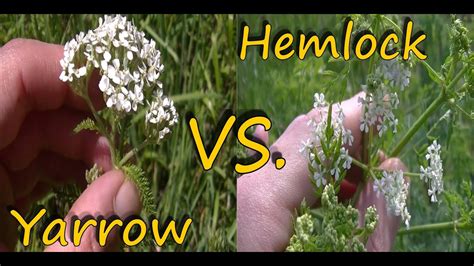 Poison Hemlock Identification and Yarrow Comparison - YouTube