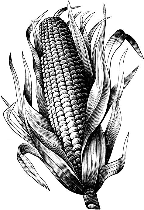 Maize | ClipArt ETC