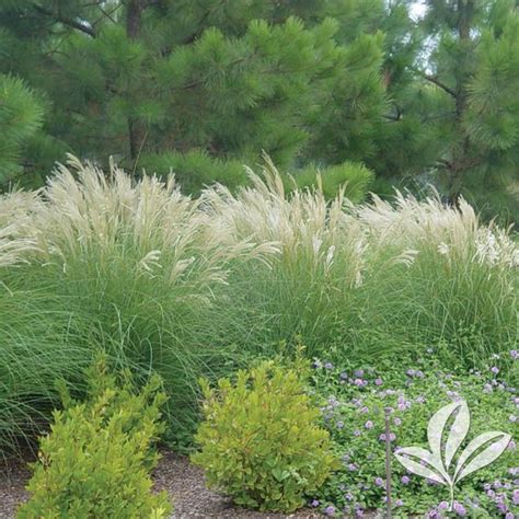 Adagio Maiden Grass – Stow Garden Center