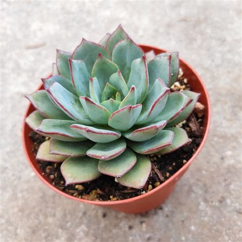 Echeveria Sp Grey Rare Succulent Plants Shown in 4” Pot – Succulents Depot