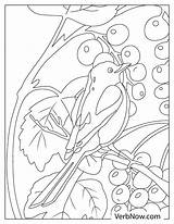 Free ROBIN Coloring Pages For Download Printable PDF sketch template